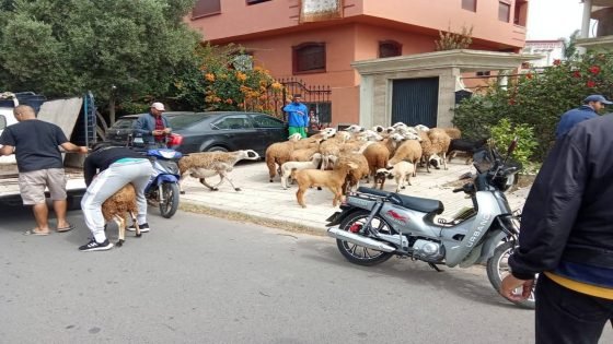 الجديدة..تفاصيل حجز حوالي 70 رأس من النعاج و الماعز