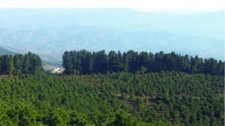 10 آلاف هكتار من الغابات المغربية في خطر.. التصحر وتغير المناخ يدقّان ناقوس الخطر