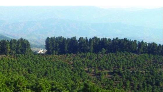 10 آلاف هكتار من الغابات المغربية في خطر.. التصحر وتغير المناخ يدقّان ناقوس الخطر