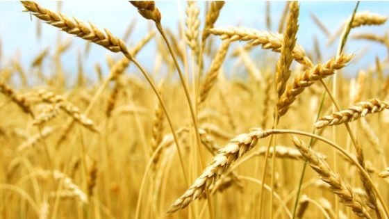 تقرير أمريكي: إنتاج المغرب من القمح والشعير يرتفع بنسبة 40% بفضل تحسن الأمطار