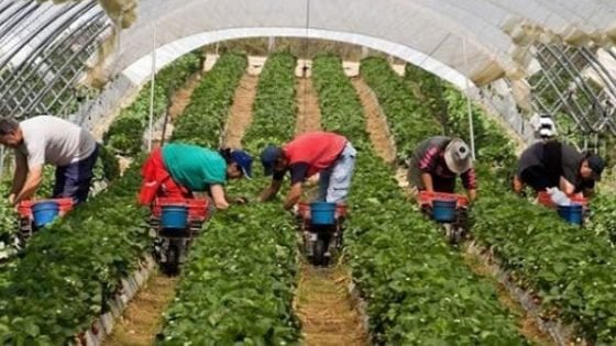 الطلب الداخلي يقود نمو الإقتصاد المغربي إلى 3,8% في 2024 رغم تراجع القطاع الفلاحي