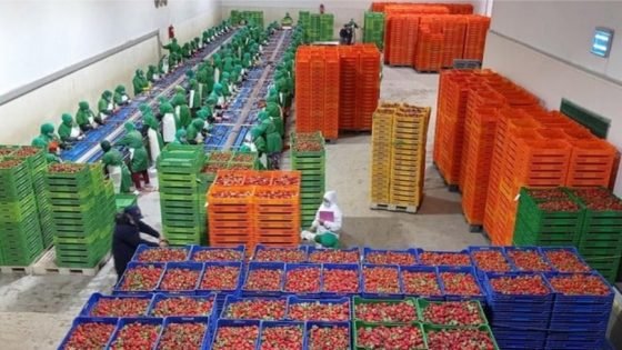 الفواكه والخضر المغربية تغزو موائد الإسبان