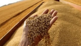 تقرير للفـاو: المغرب يواجه موسمًا زراعيًا صعبًا في 2025 بسبب الجفاف وتراجع إنتاج الحبوب