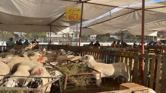 الحكومة توقف إعفاء استيراد الأغنام والماعز وتواصل دعم الأبقار