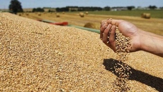 المغرب يرفع وارداته من القمح لمواجهة الجفاف وسط أزمة عالمية تهدد الأمن الغذائي