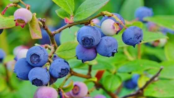 المغرب يقفز إلى المرتبة الرابعة عالميًا في تصدير التوت الأزرق