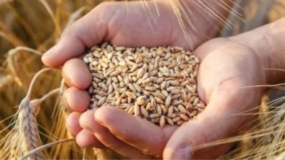 أسعار الحبوب والقطاني تتراجع بفعل تحسن الموسم الفلاحي والشاوية في الصدارة