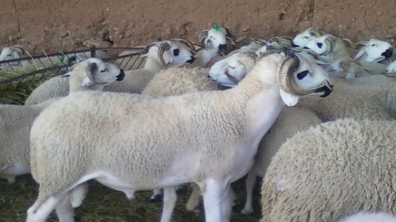 تأخر صرف الدعم يهدد برنامج إعادة تشكيل القطيع.. نقابة الفلاحين تدق ناقوس الخطر