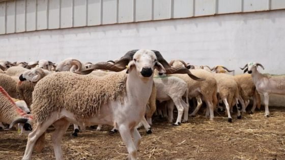 الحكومة تستعد لإطلاق الدعم المباشر لمربي الماشية ابتداء من نونبر المقبل