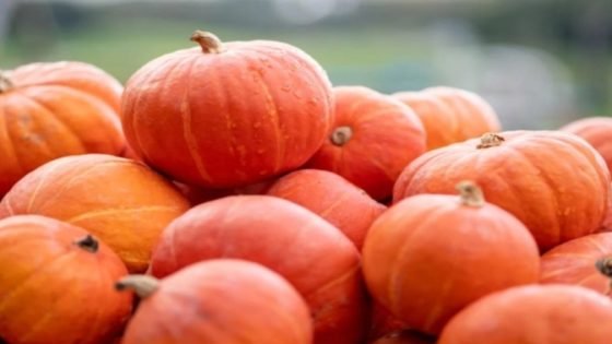 القرع المغربي يغزو الأسواق الفرنسية بصادرات قياسية ونمو يفوق 30%