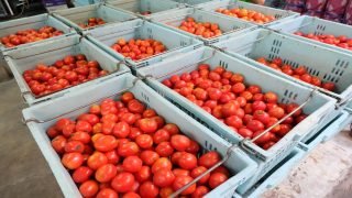 المغرب يتقدم بقوة في سوق الطماطم ويصعد إلى المرتبة الثالثة عالميا