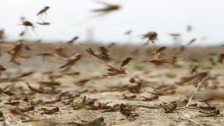 الفاو يحذر من تداعيات موجة الجراد الصحراوي على الزراعة في المغرب