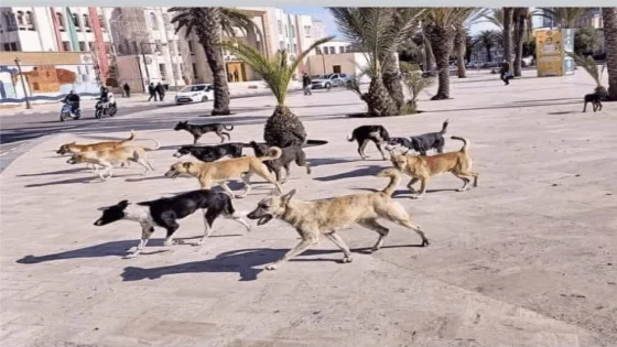 الداخلية تحذر من خطر الكلاب الضالة وتكشف خطة شاملة للتصدي لها