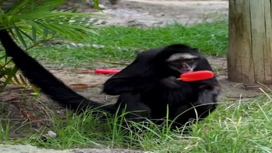 مصاصات مجمدة لمواجهة الحر في فصل الصيف المقبل: حديقة حيوانات برازيلية تبتكر طرقا ذكية لإنعاش حيواناتها