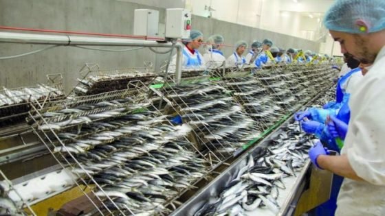 تصدير السردين المجمد في المغرب بعد الحظر: قرار استراتيجي أم إجراء طارئ يهدد الاقتصاد